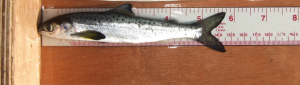 Follow Ireland’s Juvenile Salmon Numbers Through New Online Tool