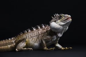  Dublin Zoo To Host Reptile Weekend At Zoorassic World 