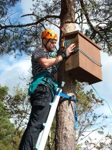 Community gets involved in pine marten conservation at Abbeyleix Bog