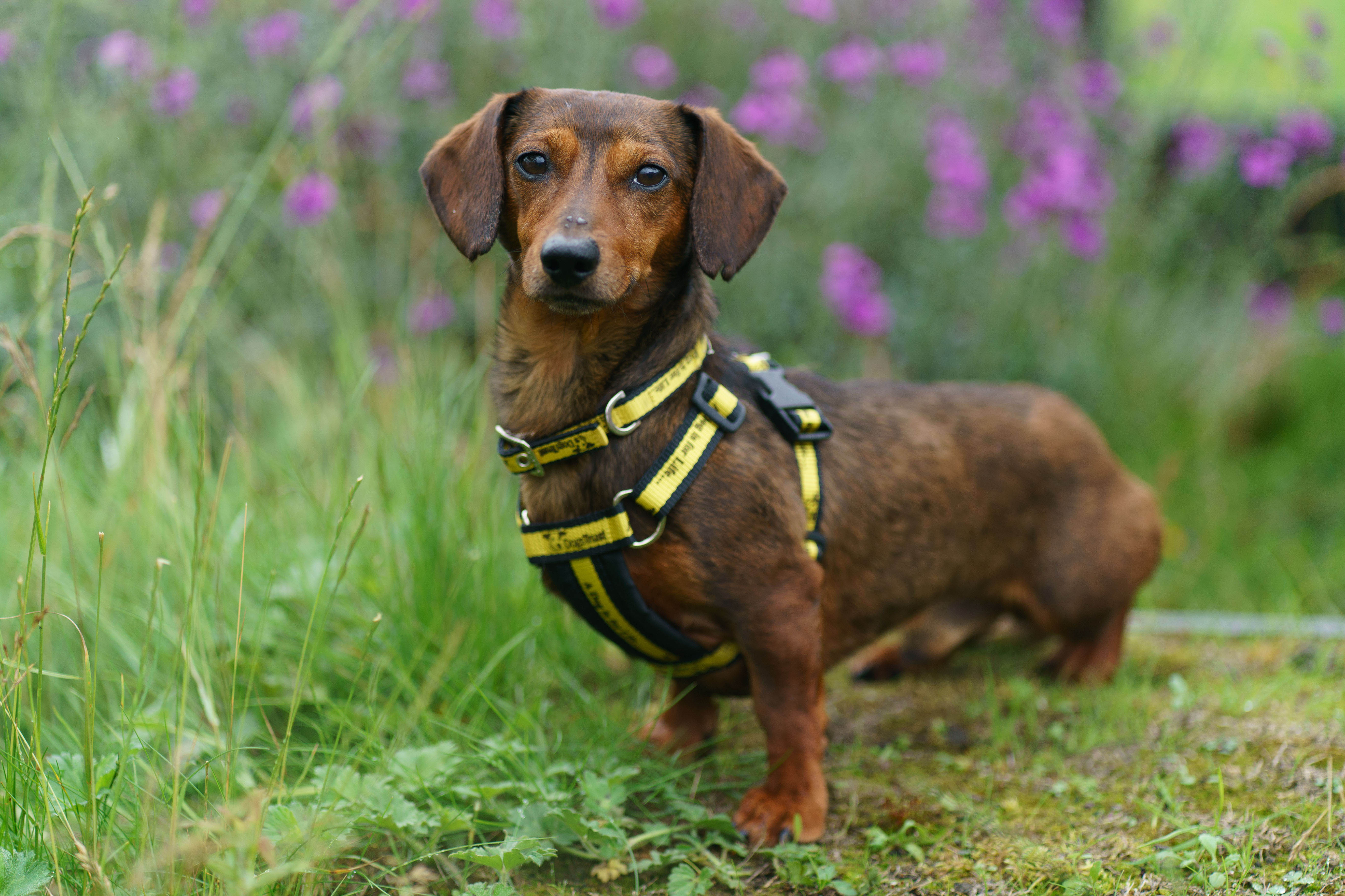 Family ‘Dogfished’ by Dachshund Doggy Dealer