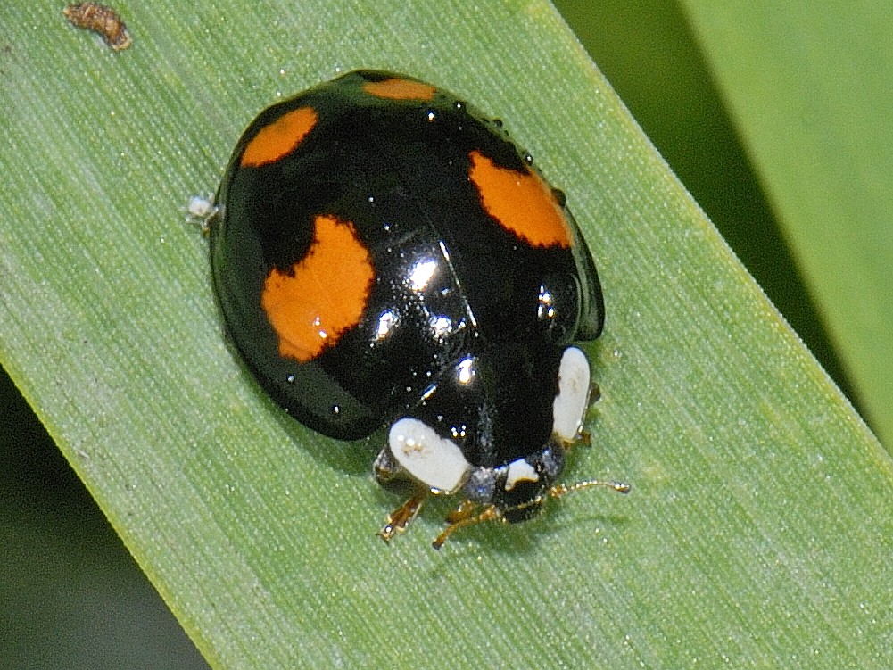 The Irish Ladybird Research Project calls on the public to help log records