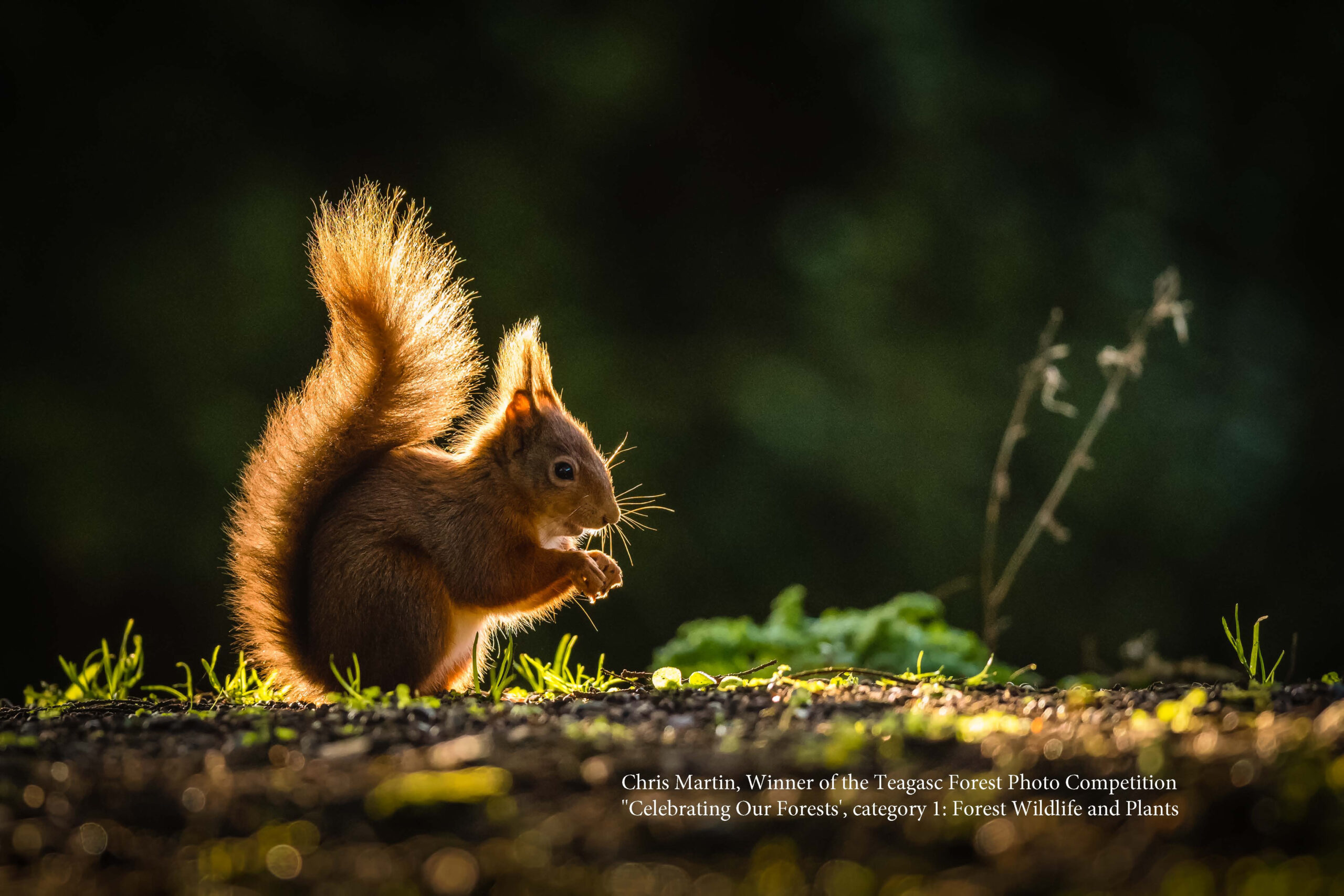 Winner of ‘Forest Wildlife and Plants’ Category of Teagasc Forest Photo Competition Announced